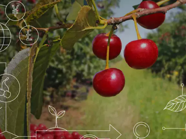 Agri-Food Canada - Cherry Picking DIA